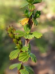 Image result for Myrothamnus flabellifolius