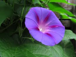 Image result for Ipomoea venosa