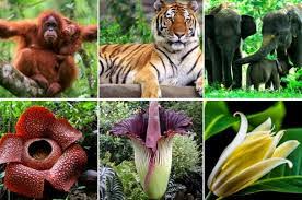 Sebagai anugrah dari sang pencipta yang memberikan kekayaan alam ini sebagai amanah. Pengertian Flora Dan Fauna Secara Umum Weschool Id