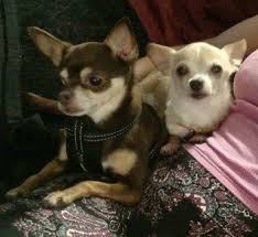 Urgent care in federal way is open 7 days a week, including holidays. Pet Care Federal Way Wa Janice S Critter Care