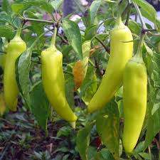 Up to 60% discount & free shipping worldwide Pepper Sweet Banana Trevisanuttos
