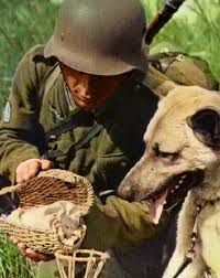 Pombo Correio Military Dogs History War War Dogs