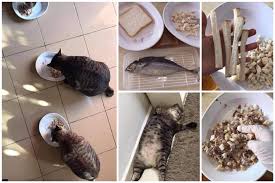 Mencegah resiko gangguan pencernaan pada kucing anda. Resepi Makanan Kucing Untuk Gemuk Cuma Guna 2 Bahan Ni Paling Simple