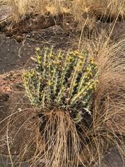 Image result for Euphorbia platyrrhiza