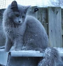 This Green Eyed Gray Cat Is A Nebelung These Cats Are Known For Their Dreamy Green Eyes And Long Graceful Russian Blue Cat Personality Cat Breeds Blue Cats