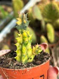 Image result for Huernia zebrina