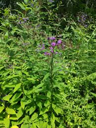 Image result for Vernonia purpurea