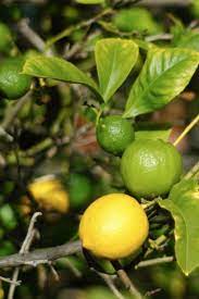 In the backyard orchard, proper pruning in addition to the application of nitrogen in the spring prior to or at bud break helps. What Is A Mixed Graft Citrus Tree Citrus Trees With More Than One Fruit