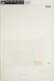 Image result for Pteris burtonii