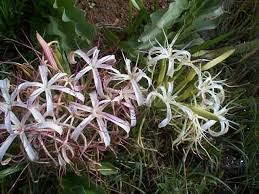 Image result for Crinum buphanoides