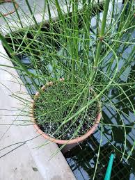 Image result for Equisetum ramosissimum