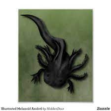 Illustrated Melanoid Axolotl Poster Zazzle Com En 2021 Presentaciones Tarjetas Tarjetas De Presentacion