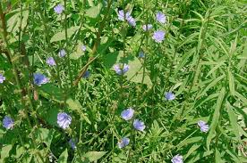 Image result for Cichorium