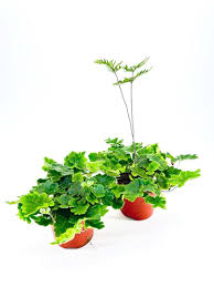 Image result for Doryopteris