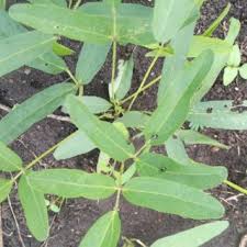 Image result for Croton dichogamus