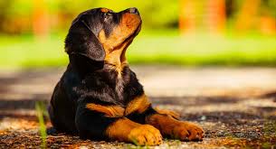 How Long Do Rottweilers Live Your Rottweiler Life Span Guide