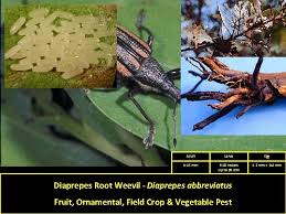 Maybe you would like to learn more about one of these? Important Insect Plant Pests And Their Hosts In