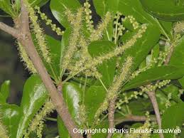 Image result for Terminalia mantaly