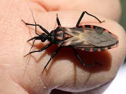 Chagas Disease From Kissing Bugs Is Spreading Causing Heart Issues