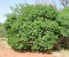 Image result for Vepris macedoi