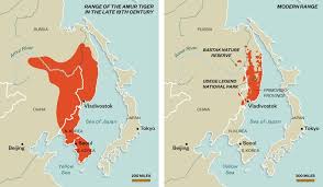 Stats And Maps About Siberian Tiger Population Google Search Amur Tiger Siberian Tiger Big Cats Art