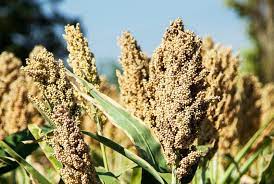 Si ottiene in questo modo un indice generale di resa cromatica ra che varia da 0 a 100, dove 100 è il massimo (esistono lampade caratterizzate da valori negativi: Sorgo Che Cos E Descrizione Tipi Proprieta Coltivazione Applicazione