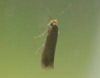 Image result for Stigmella roborella