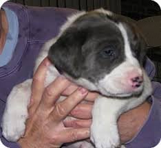 The english labrador retriever and the american labrador retriever. Yorktown Va Labrador Retriever Mix Meet Poppy A Puppy For Adoption Labrador Retriever Mix Retriever Mix Labrador Retriever