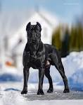 Black Cane Corso Puppies for Sale - DogsNow