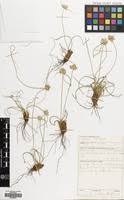 Image result for Cyperus margaritaceus