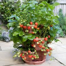They produce huge crops of apples that taste 100x better than anything you'll buy in the store. Tips For Growing Fruit In Containers