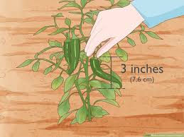 Give your plant a really thorough watering so that water is coming out of the drainage holes. 3 Ways To Grow Jalapeno Peppers Wikihow