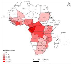 Image result for Englerophytum rwandense