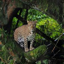 Mereka tidak tahu di balik tembok itu adalah kandang harimau. 5 Hewan Langka Di Taman Nasional Baluran Jawa Timur