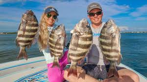 Maybe you would like to learn more about one of these? Sheepshead Catch Clean Cook Crunchy Fish Tacos Poor Man S Lobster Youtube