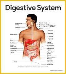 Anatomy Physiology Digestive System Diagram Quizlet