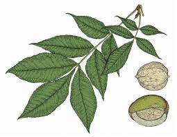 There's an excellent book, guide to the trees, shrubs and woody vines of tennessee, that covers carya species in. Shellbark Hickory Missouri Department Of Conservation