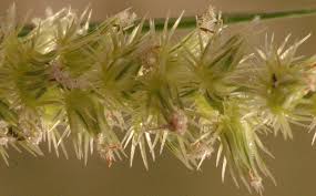 Image result for Cenchrus biflorus