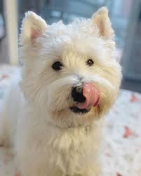 West highland white terrier, pennsylvania » philadelphia. Pin By Kay Beebe On Pets West Highland White Terrier West Highland Terrier White Terrier