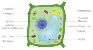 The cell being the smallest unit of life, is akin to a tiny room which houses several organs. Plant Cell The Definitive Guide Biology Dictionary