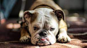 Certainly, you do not want. How To Make Your Dog Feel Loved When You Have To Be Away A Lot Sheknows