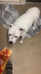 Frank Mahon (@frank.mahon8)’s videos with original sound