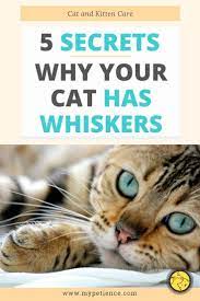 Do Cat Whiskers Grow Back Cat And Kitten Care Kitten Care Cat Whiskers Cats And Kittens