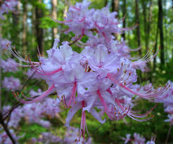 And the earlier they flower, the better. Using Georgia Native Plants A Parade Of Native Azaleas Azaleas Native Plants Plants