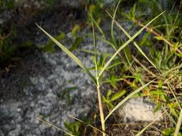Image result for Panicum repens