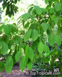 Image result for Diospyros virgata