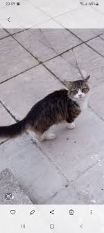 He has been hanging around for a few days now absolutely starving. I gave  him some milk as he wouldn't drink water and gave him some cat food he  devered it in