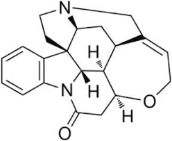 Image result for Strychnos mitis