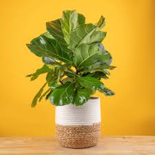 Image result for F kus Ficus