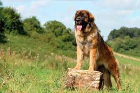 How much do leonberger dogs cost? How Much Does A Leonberger Cost Pettime